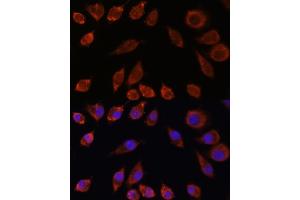Immunofluorescence analysis of L929 cells using HPS4 antibody (ABIN7267623) at dilution of 1:100. (HPS4 抗体  (AA 550-650))