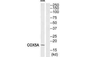Western Blotting (WB) image for anti-Cytochrome C Oxidase Subunit Va (COX5A) (Internal Region) antibody (ABIN1850326) (COX5A 抗体  (Internal Region))