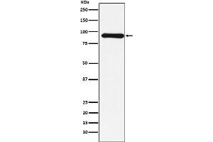 Western Blotting (WB) image for anti-Cullin 1 (CUL1) antibody (ABIN7606988)