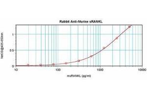 Image no. 3 for anti-Tumor Necrosis Factor (Ligand) Superfamily, Member 11 (TNFSF11) antibody (ABIN465771) (RANKL 抗体)
