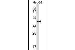 Mouse Pdk2 Antibody (N-term) (ABIN657996 and ABIN2846942) western blot analysis in HepG2 cell line lysates (35 μg/lane). (PDK2 抗体  (N-Term))