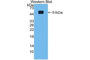 Western Blotting (WB) image for anti-Microfibrillar Associated Protein 2 (MFAP2) (AA 8-171) antibody (ABIN1980459) (MFAP2 抗体  (AA 8-171))