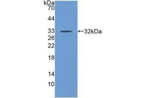 Western blot analysis of recombinant Human DAF. (CD55 抗体  (AA 35-285))