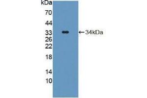 Western blot analysis of recombinant Mouse TAT. (TAT 抗体  (AA 190-454))