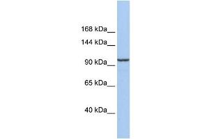 Klotho Beta antibody used at 1 ug/ml to detect target protein. (Klotho beta 抗体  (Middle Region))