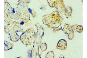 Immunohistochemistry of paraffin-embedded human placenta tissue using ABIN7168889 at dilution of 1:100 (SHMT1 抗体  (AA 324-483))
