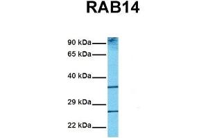Host:  Rabbit  Target Name:  RAB14  Sample Tissue:  Human Fetal Liver  Antibody Dilution:  1.