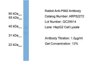 WB Suggested Anti-PIM2  Antibody Titration: 0. (PIM2 抗体  (Middle Region))