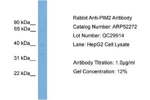 WB Suggested Anti-PIM2  Antibody Titration: 0.