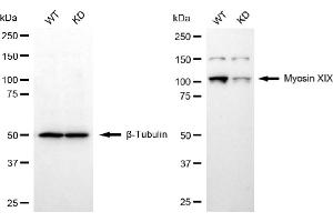 Western blotting analysis using myosin XIX antibody (ABIN7799525). (Recombinant Myosin XIX 抗体)