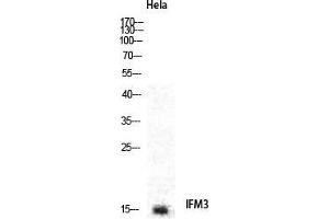 Western Blot (WB) analysis of specific cells using IFITM3 Polyclonal Antibody. (IFITM3 抗体  (N-Term))