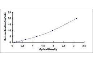 Heat Shock Factor Protein 1 (HSF1) ELISA Kit