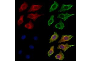 ABIN7094504 and ABIN7098553 staining HepG2 cells by IF/ICC. (Kallikrein 9 抗体  (C-Term))