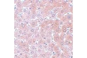 Immunohistochemistry (IHC) image for anti-Anaphase Promoting Complex Subunit 4 (ANAPC4) (N-Term) antibody (ABIN1031231) (ANAPC4 抗体  (N-Term))