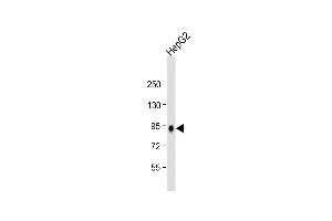 Anti-PROX1 Antibody (C-term) at 1:2000 dilution + HepG2 whole cell lysate Lysates/proteins at 20 μg per lane.