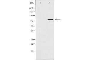 Western blot analysis of extracts from HeLa cells, using POLI antibody. (POLI 抗体  (N-Term))
