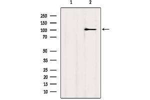 Western blot analysis of extracts from MCF7, using MYOCD Antibody. (Myocardin 抗体  (Internal Region))