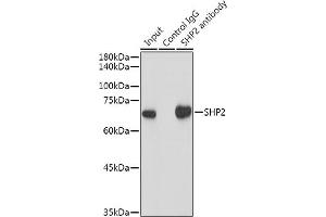 Immunoprecipitation analysis of 300 μg extracts of HeLa cells using 3 μg SHP2 antibody (ABIN7269704). (PTPN11 抗体)
