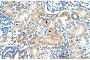 Rabbit Anti-MAT1A Antibody  Paraffin Embedded Tissue: Human Kidney Cellular Data: Epithelial cells of renal tubule Antibody Concentration: 4. (MAT1A 抗体  (N-Term))