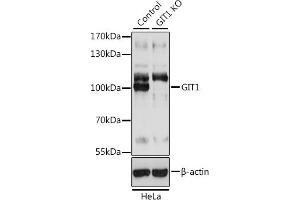 Western blot analysis of extracts from normal (control) and GIT1 knockout (KO) HeLa cells, using GIT1 antibody (ABIN7267383) at 1:3000 dilution. (GIT1 抗体  (AA 460-640))