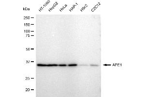 Western blotting analysis using APE1 antibody (ABIN7797636). (Recombinant APEX1 抗体)