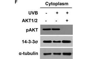 Western Blotting (WB) image for anti-Stratifin (SFN) antibody (ABIN2854867)