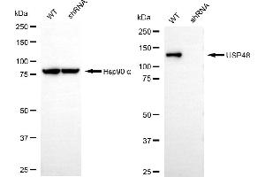 Western blotting analysis using USP48 antibody (ABIN7800736). (USP48 抗体)