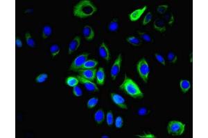 Immunofluorescent analysis of A549 cells using ABIN7158086 at dilution of 1:100 and Alexa Fluor 488-congugated AffiniPure Goat Anti-Rabbit IgG(H+L) (LRRN2 抗体  (AA 201-500))