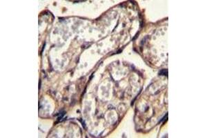 Formalin fixed and paraffin embedded human placenta tissue stained with IGF2 Antibody followed by peroxidase conjugation of the secondary antibody and DAB staining. (IGF2 抗体  (Middle Region))