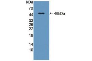 Western blot analysis of recombinant Human C8g. (C8G 抗体  (AA 39-202))