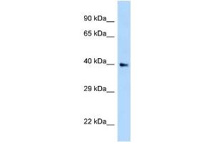 WB Suggested Anti-AIDA Antibody Titration: 1. (AIDA 抗体  (N-Term))