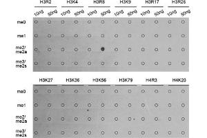 Dot-blot analysis of all sorts of methylation peptides using Asymmetric DiMethyl-Histone H3-R8 antibody (ABIN3017485, ABIN3017486, ABIN3017487 and ABIN6220109). (Histone 3 抗体  (H3R8me2))