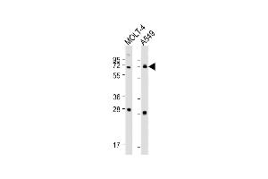 All lanes : Anti-NEIL3 Antibody (Center) at 1:1000-1:2000 dilution Lane 1: MOLT-4 whole cell lysate Lane 2: A549 whole cell lysate Lysates/proteins at 20 μg per lane. (NEIL3 抗体  (AA 292-320))
