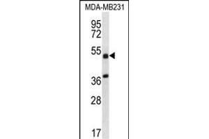 TRIM10 Antibody (C-term) (ABIN656628 and ABIN2845874) western blot analysis in MDA-M cell line lysates (35 μg/lane). (TRIM10 抗体  (C-Term))