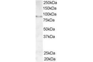Image no. 1 for anti-A Kinase (PRKA) Anchor Protein 3 (AKAP3) (C-Term) antibody (ABIN374415) (AKAP3 抗体  (C-Term))