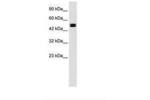 Image no. 1 for anti-Chloride Channel, Voltage-Sensitive 6 (CLCN6) (AA 215-264) antibody (ABIN202324) (CLCN6 抗体  (AA 215-264))
