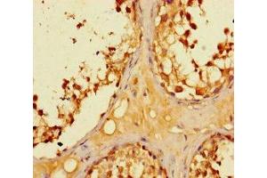 Immunohistochemistry of paraffin-embedded human testis tissue using ABIN7158595 at dilution of 1:100 (LYPD2 抗体  (AA 23-103))