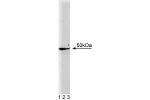 Western blot analysis of DEK on a Jurkat cell lysate. (DEK 抗体  (AA 19-169))