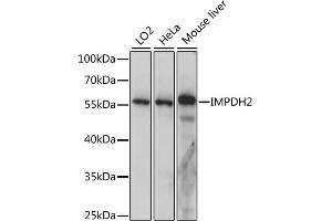 Western blot analysis of extracts of various cell lines, using IMPDH2 antibody (ABIN7267853) at 1:1000 dilution. (IMPDH2 抗体  (AA 215-514))