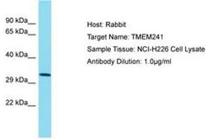 Image no. 1 for anti-Transmembrane Protein 241 (TMEM241) (AA 151-200) antibody (ABIN6750715) (TMEM241 抗体  (AA 151-200))