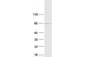 Western Blotting (WB) image for Cell Division Cycle 45 Homolog (S. Cerevisiae) (CDC45) protein (Myc-DYKDDDDK Tag) (ABIN2713846)