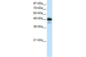 Western Blotting (WB) image for anti-Neurogenic Differentiation 2 (NEUROD2) antibody (ABIN2460361) (NEUROD2 抗体)