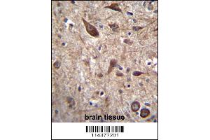 PTN Antibody immunohistochemistry analysis in formalin fixed and paraffin embedded human brain tissue followed by peroxidase conjugation of the secondary antibody and DAB staining. (Pleiotrophin 抗体  (C-Term))
