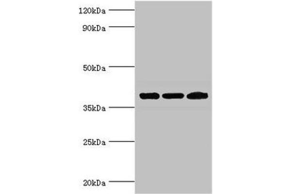 TWF2 antibody  (AA 1-349)