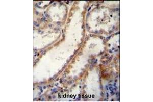 FKBP10 Antibody (C-term) B immunohistochemistry analysis in formalin fixed and paraffin embedded human kidney tissue followed by peroxidase conjugation of the secondary antibody and DAB staining. (FKBP10 抗体  (C-Term))