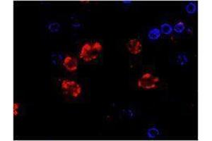 Immunofluorescence (IF) image for anti-CD14 (CD14) antibody (Alexa Fluor 647) (ABIN2657629) (CD14 抗体  (Alexa Fluor 647))