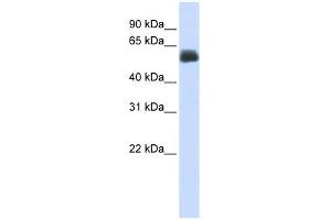 CEP55 antibody used at 1 ug/ml to detect target protein. (CEP55 抗体  (Middle Region))