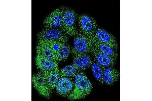 Confocal immunofluorescent analysis of ABL1 Antibody (Center) (ABIN392080 and ABIN2841840) with MCF-7 cell followed by Alexa Fluor 488-conjugated goat anti-rabbit lgG (green). (ABL1 抗体  (AA 741-769))