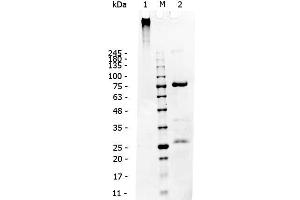SDS-PAGE of Dog IgM.