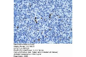 Human Spleen (Annexin A3 抗体  (N-Term))